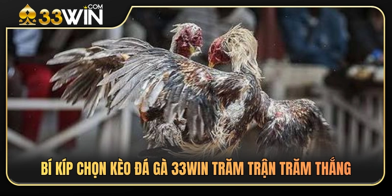 Kinh Nghiệm Chọn Kèo Đá Gà 33WIN300 Cho Người Mới 3 Bí quyết phân tích và chọn kèo đá gà 33WIN chuẩn xác hơn