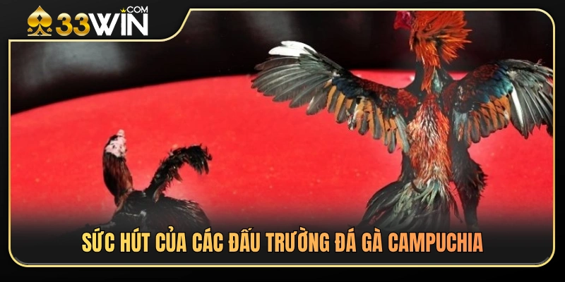 Yếu tố tạo nên sức hấp dẫn của trường gà Campuchia 