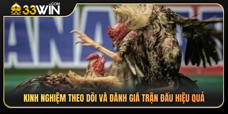 Bí quyết quan sát và nhận định trận đá gà chuẩn xác hơn 