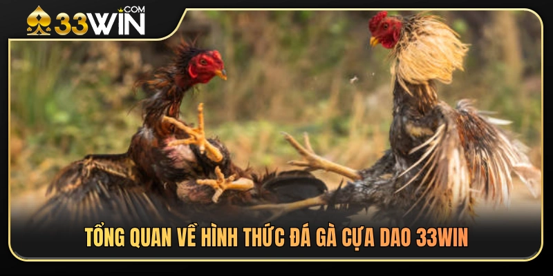 Đá Gà Cựa Dao 33WIN – Luật Chơi Và Cách Theo Dõi An Toàn 2 Khám phá thể loại đá gà cựa dao hấp dẫn tại 33WIN