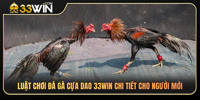 Đá Gà Cựa Dao 33WIN – Luật Chơi Và Cách Theo Dõi An Toàn 3 Hướng dẫn luật đá gà cựa dao 33WIN từ cơ bản đến nâng cao