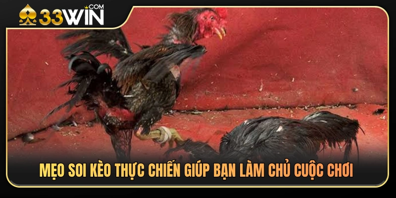 Đá Gà Cựa Dao 33WIN – Luật Chơi Và Cách Theo Dõi An Toàn 4 Kinh nghiệm phân tích kèo đá gà cựa dao hiệu quả từ cao thủ