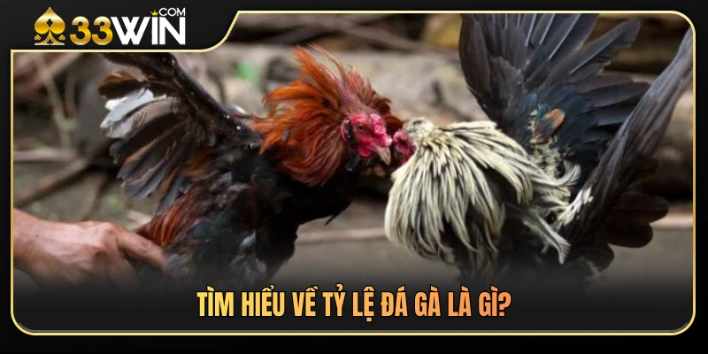 Cách Xem Tỷ Lệ Đá Gà 33WIN Trước Khi Đặt Cược 2 Tỷ lệ đá gà hoạt động như thế nào trên 33 WIN?