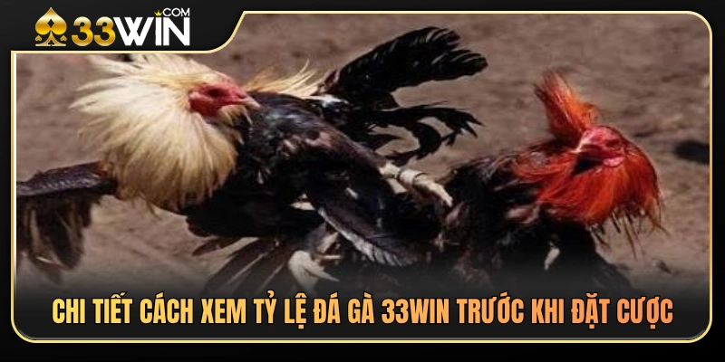 Cách Xem Tỷ Lệ Đá Gà 33WIN Trước Khi Đặt Cược 3 Hướng dẫn đọc bảng tỷ lệ đá gà 33WIN dành cho người mới